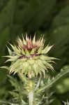 Nodding plumeless thistle